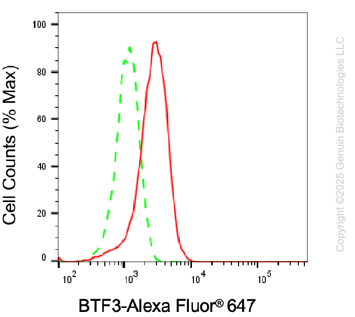 KD-Validated Anti-BTF3 Rabbit Monoclonal Antibody ABG1980
