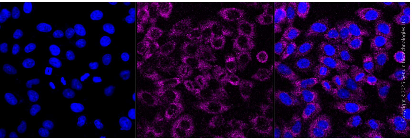KD-Validated Anti-BTF3 Rabbit Monoclonal Antibody ABG1980