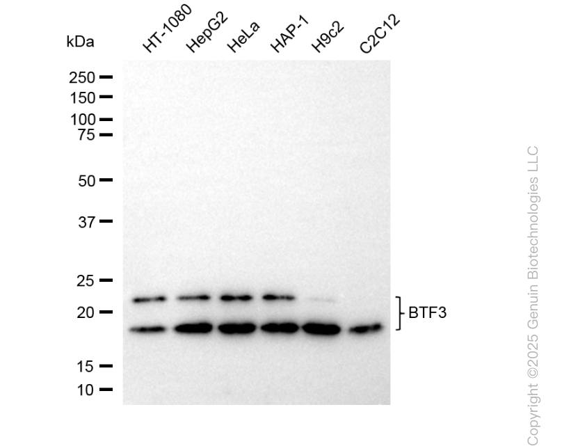 KD-Validated Anti-BTF3 Rabbit Monoclonal Antibody ABG1980