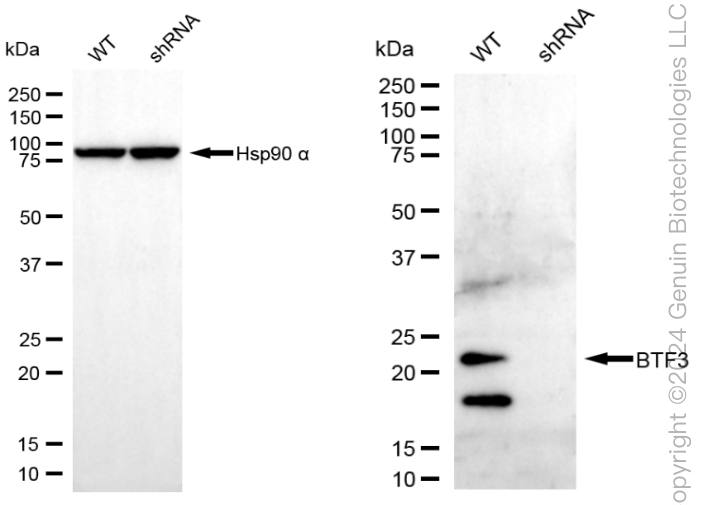 KD-Validated Anti-BTF3 Rabbit Monoclonal Antibody ABG1980
