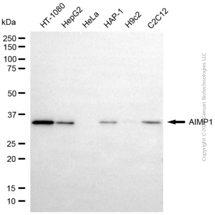 KD-Validated Anti-AIMP1 Rabbit Monoclonal Antibody ABG1981