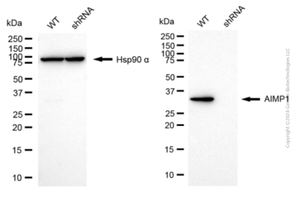 KD-Validated Anti-AIMP1 Rabbit Monoclonal Antibody ABG1981