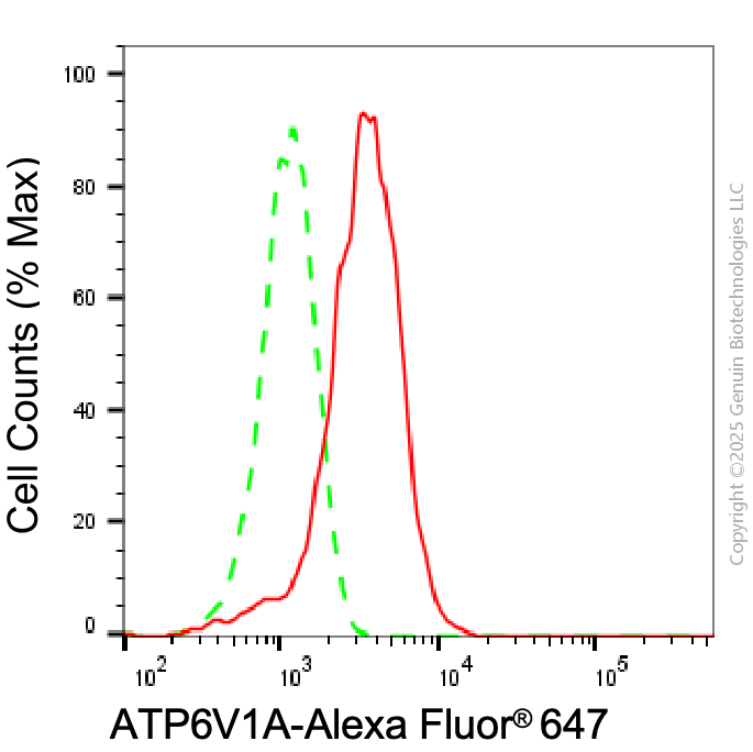 KD-Validated Anti-ATP6V1A Rabbit Monoclonal Antibody ABG1982