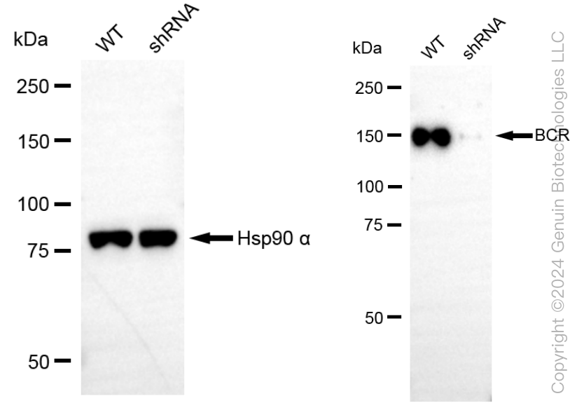 KD-Validated Anti-BCR Rabbit Monoclonal Antibody ABG1983