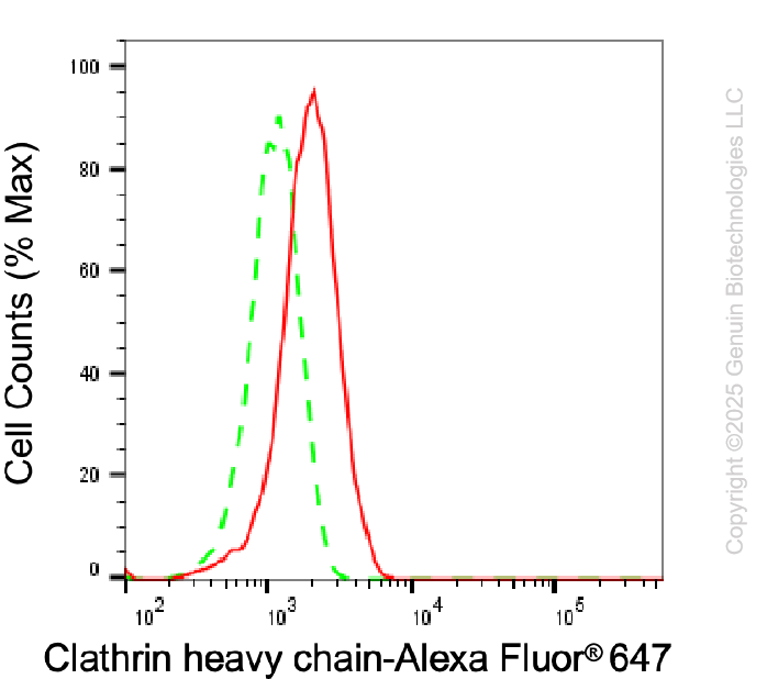 KD-Validated Anti-Clathrin Heavy Chain Rabbit Monoclonal Antibody ABG1984