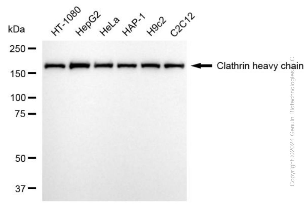 KD-Validated Anti-Clathrin Heavy Chain Rabbit Monoclonal Antibody ABG1984