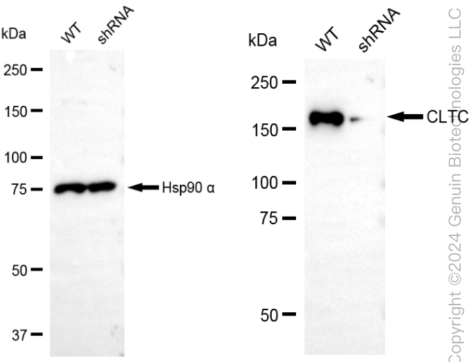 KD-Validated Anti-Clathrin Heavy Chain Rabbit Monoclonal Antibody ABG1984
