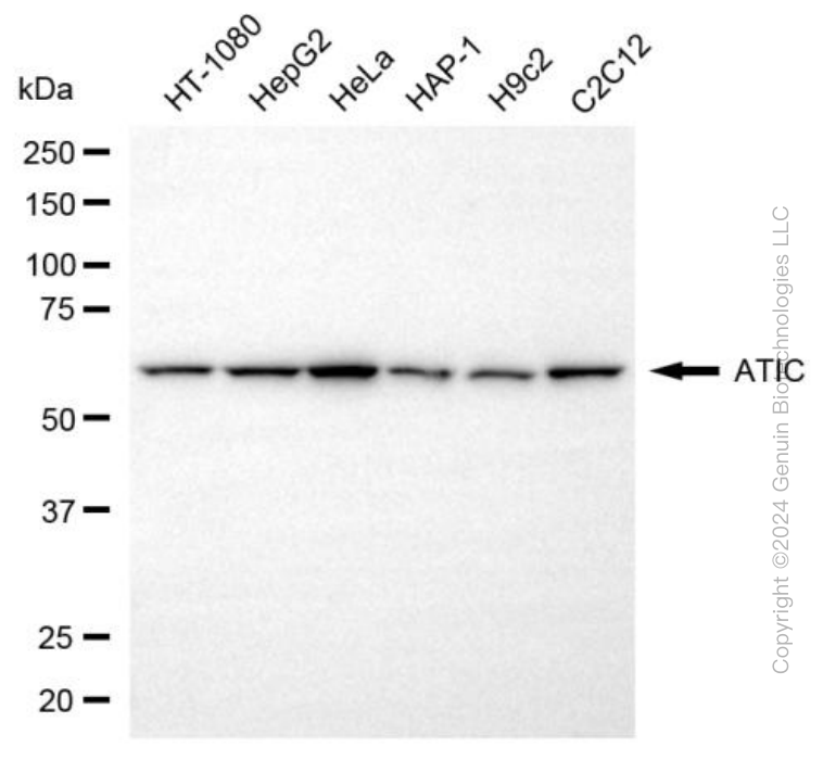 KD-Validated Anti-ATIC Mouse Monoclonal Antibody ABG1985