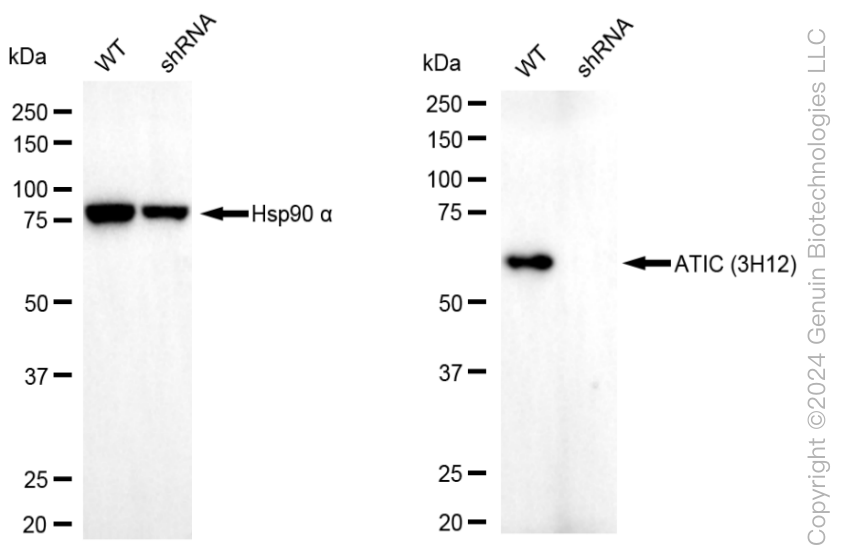 KD-Validated Anti-ATIC Mouse Monoclonal Antibody ABG1985