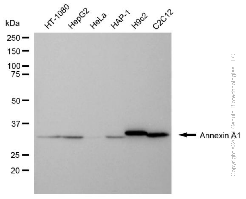 KD-Validated Anti-Annexin A1 Mouse Monoclonal Antibody ABG1986