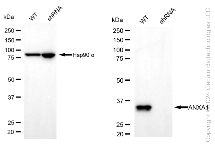 KD-Validated Anti-Annexin A1 Mouse Monoclonal Antibody ABG1986