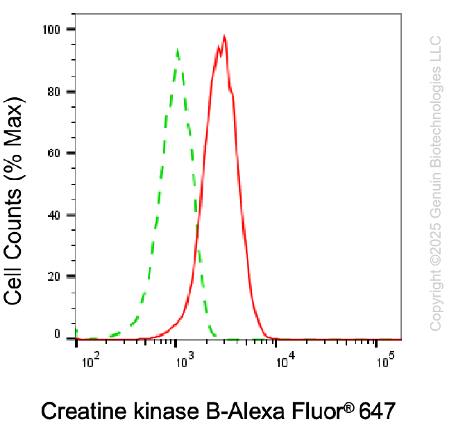 KD-Validated Anti-Creatine Kinase B Mouse Monoclonal Antibody ABG1987