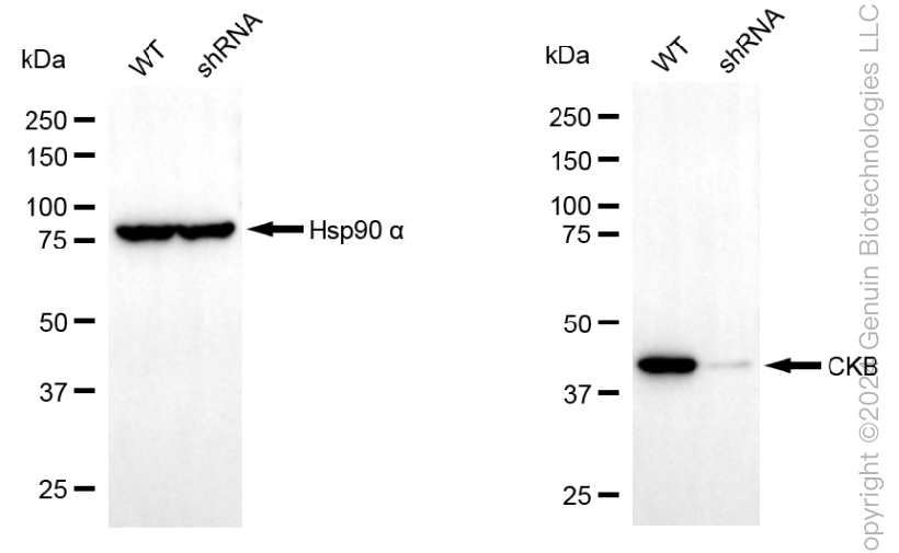 KD-Validated Anti-Creatine Kinase B Mouse Monoclonal Antibody ABG1987
