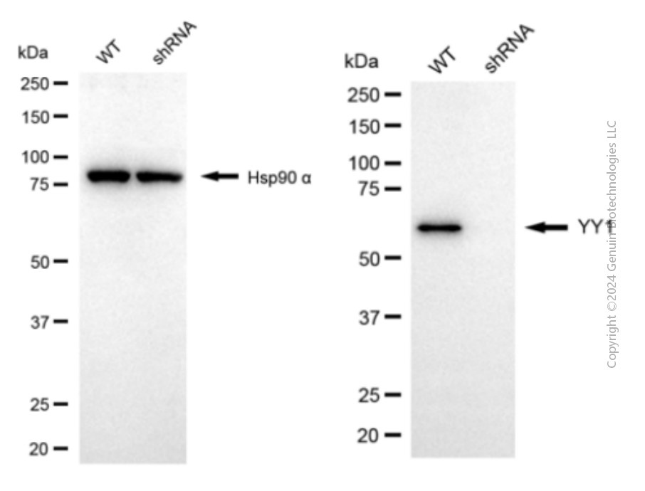 KD-Validated Anti-YY1 Mouse Monoclonal Antibody ABG1988