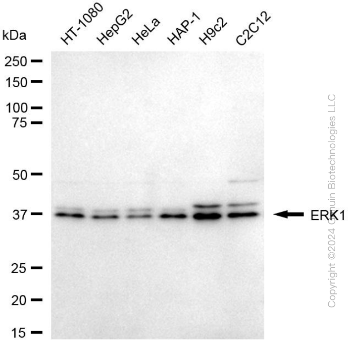 KD-Validated Anti-MAPK3 Mouse Monoclonal Antibody ABG1989