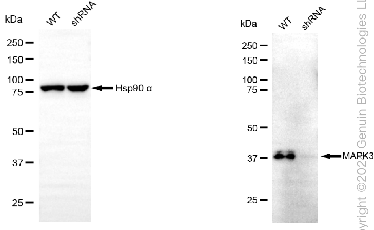 KD-Validated Anti-MAPK3 Mouse Monoclonal Antibody ABG1989