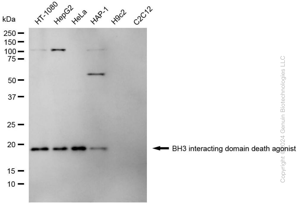 KD-Validated Anti-BID Mouse Monoclonal Antibody ABG1990