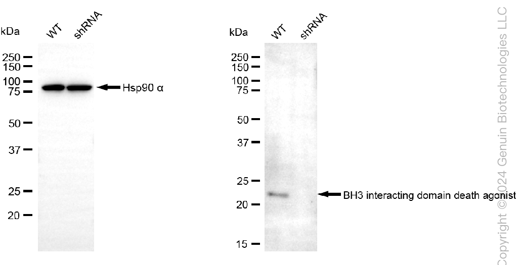 KD-Validated Anti-BID Mouse Monoclonal Antibody ABG1990