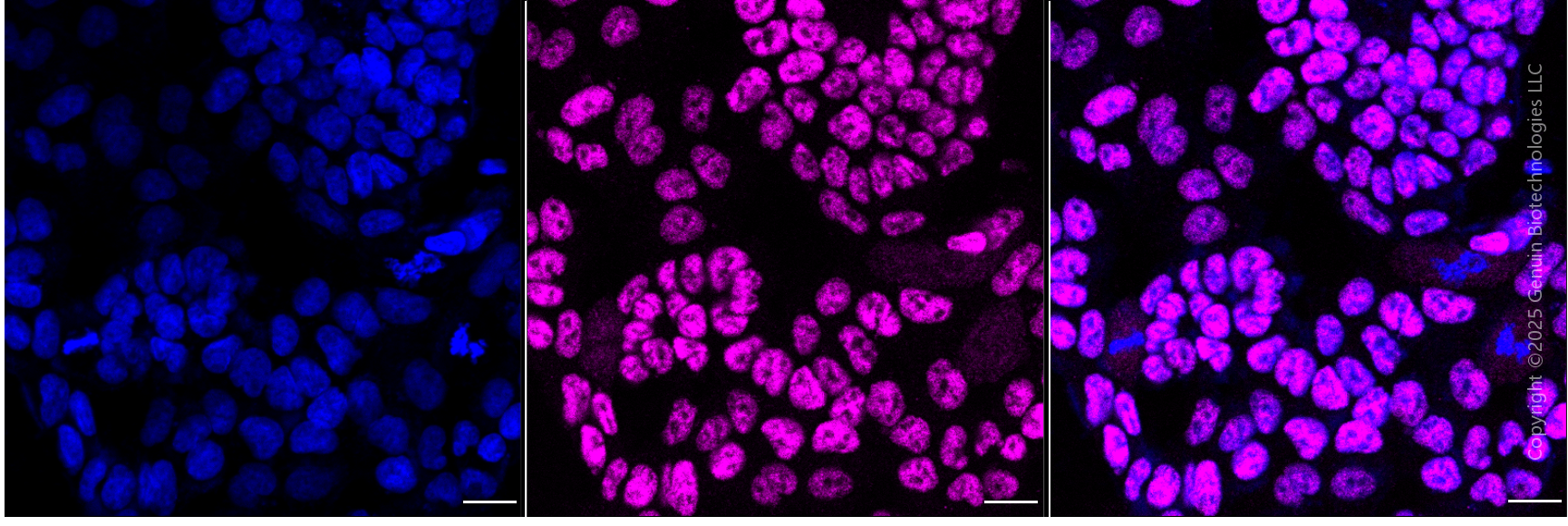 KD-Validated Anti-Sp1 Transcription Factor Mouse Monoclonal Antibody ABG1991