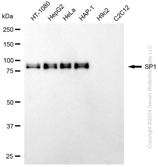 KD-Validated Anti-Sp1 Transcription Factor Mouse Monoclonal Antibody ABG1991