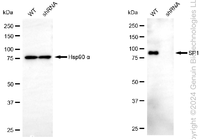 KD-Validated Anti-Sp1 Transcription Factor Mouse Monoclonal Antibody ABG1991