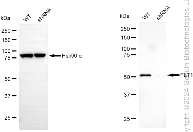 KD-Validated Anti-FLT1 Mouse Monoclonal Antibody ABG1992