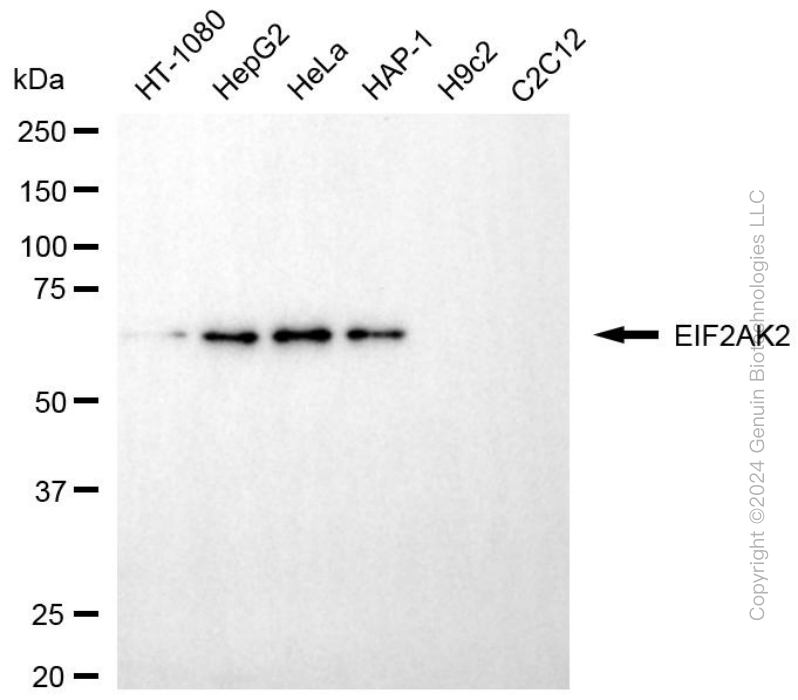 KD-Validated Anti-EIF2AK2 Mouse Monoclonal Antibody ABG1993