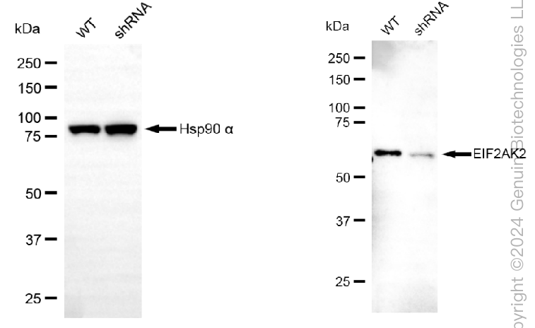 KD-Validated Anti-EIF2AK2 Mouse Monoclonal Antibody ABG1993