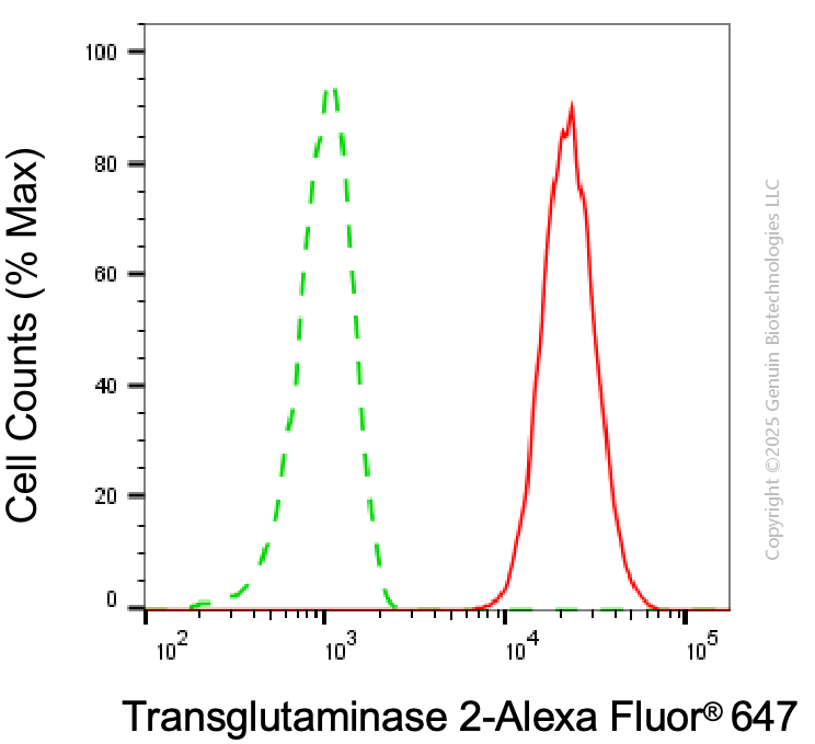 KD-Validated Anti-Transglutaminase 2 Mouse Monoclonal Antibody ABG1994