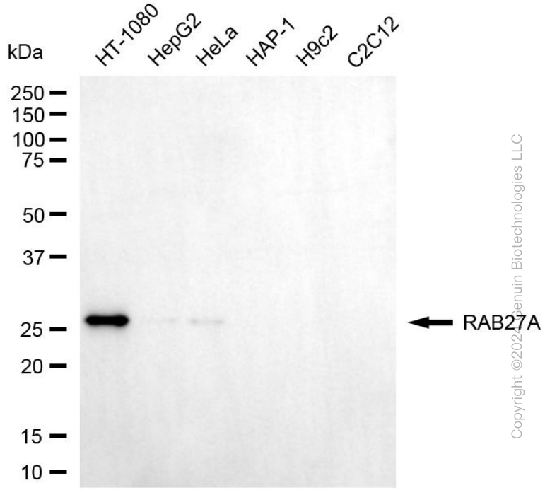 KD-Validated Anti-RAB27 Mouse Monoclonal Antibody ABG1995