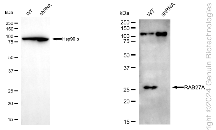 KD-Validated Anti-RAB27 Mouse Monoclonal Antibody ABG1995