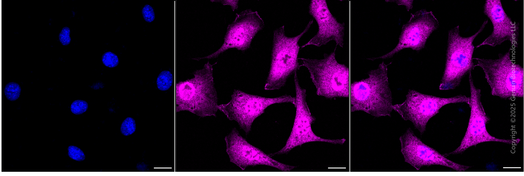 KD-Validated Anti-Ring-Box 1 Mouse Monoclonal Antibody ABG1996