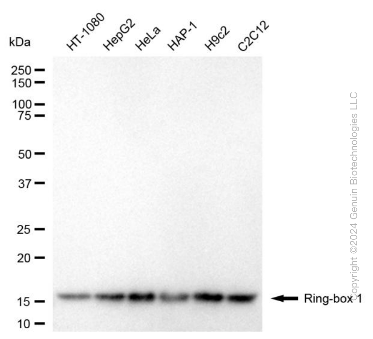 KD-Validated Anti-Ring-Box 1 Mouse Monoclonal Antibody ABG1996
