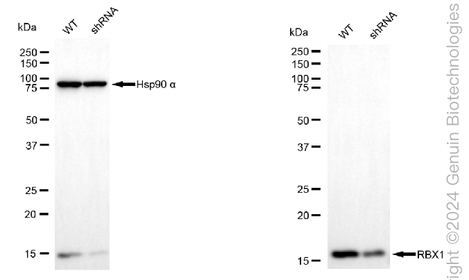 KD-Validated Anti-Ring-Box 1 Mouse Monoclonal Antibody ABG1996