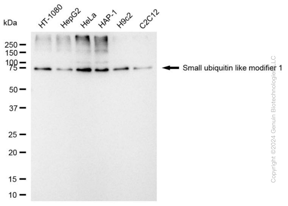 KD-Validated Anti-SUMO1 Mouse Monoclonal Antibody ABG1997
