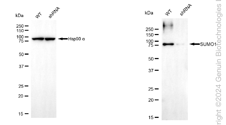 KD-Validated Anti-SUMO1 Mouse Monoclonal Antibody ABG1997