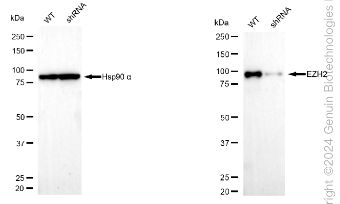 KD-Validated Anti-EZH2 Mouse Monoclonal Antibody ABG1998