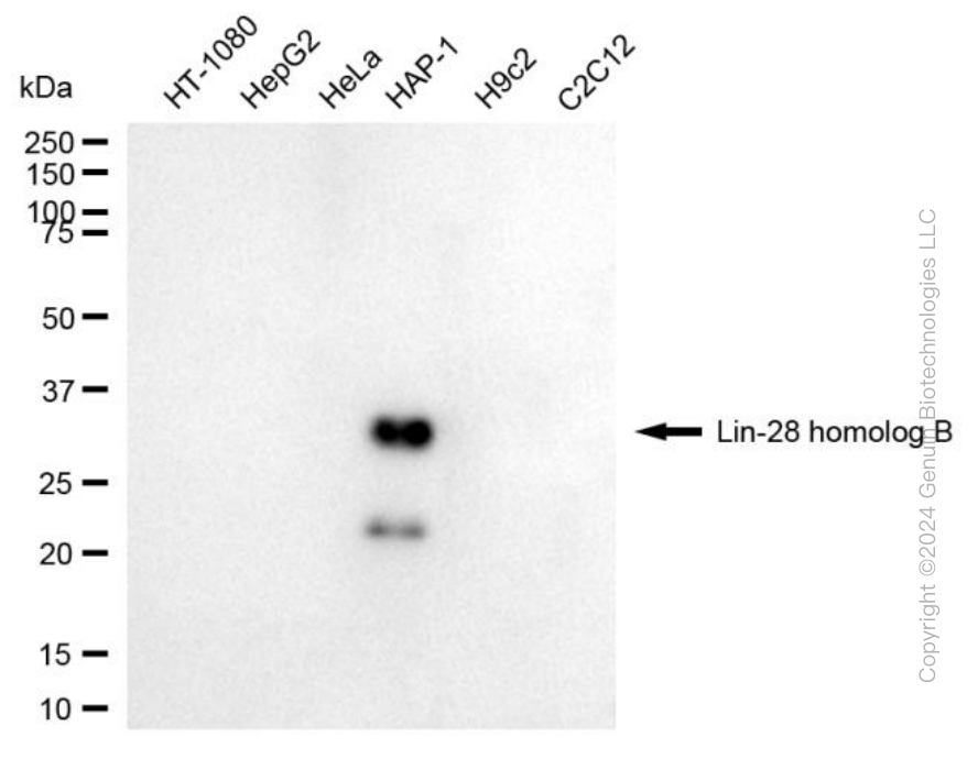 KD-Validated Anti-Lin-28 Homolog B Mouse Monoclonal Antibody ABG1999