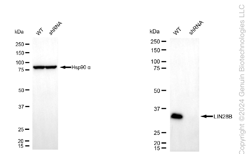 KD-Validated Anti-Lin-28 Homolog B Mouse Monoclonal Antibody ABG1999
