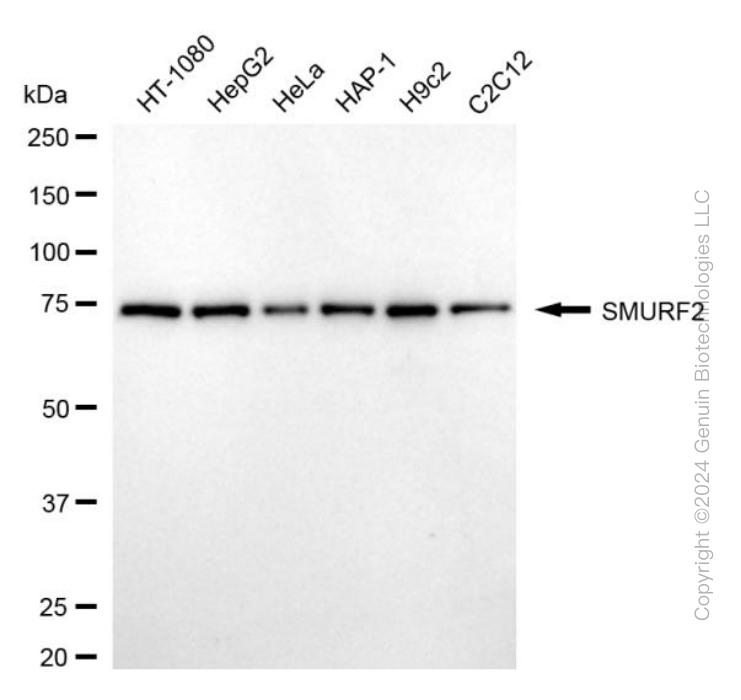 KD-Validated Anti-SMURF2 Mouse Monoclonal Antibody ABG2000