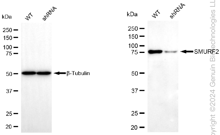 KD-Validated Anti-SMURF2 Mouse Monoclonal Antibody ABG2000