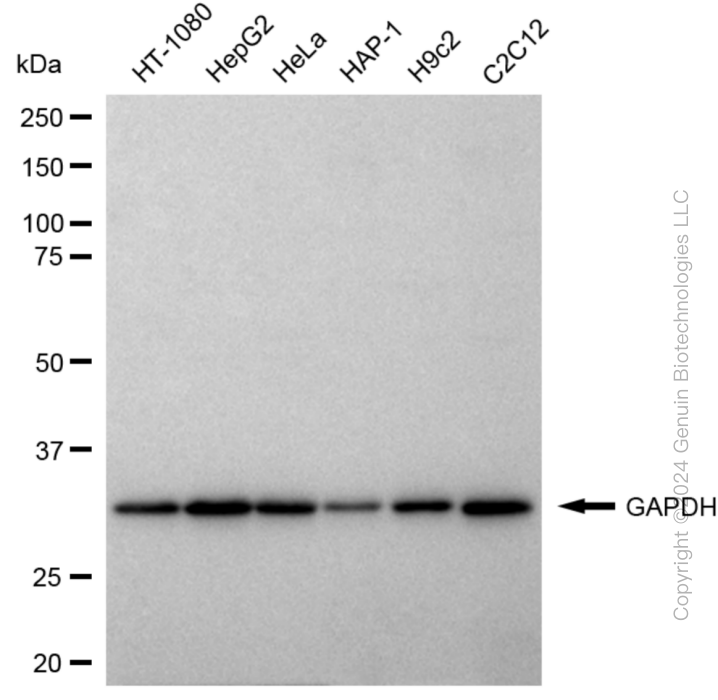KD-Validated Anti-GAPDH Rabbit Polyclonal Antibody ABG2001