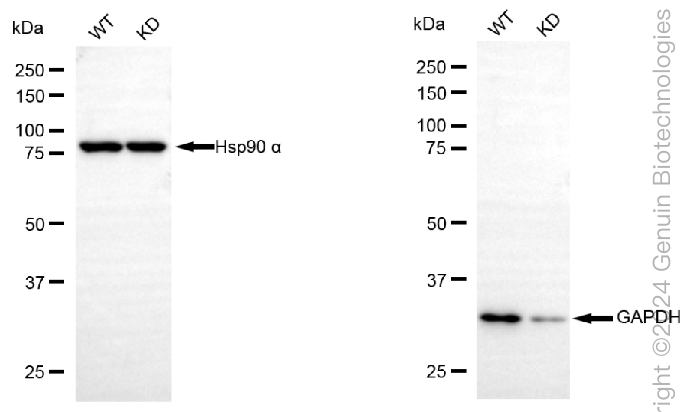 KD-Validated Anti-GAPDH Rabbit Polyclonal Antibody ABG2001