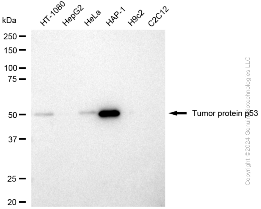 KD-Validated Anti-Tumor Protein P53 Rabbit Polyclonal Antibody ABG2002