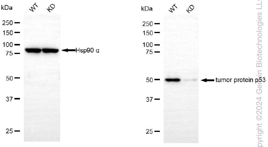 KD-Validated Anti-Tumor Protein P53 Rabbit Polyclonal Antibody ABG2002