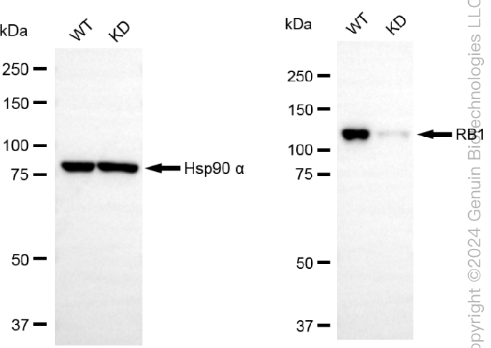 KD-Validated Anti-RB1 Rabbit Polyclonal Antibody ABG2003