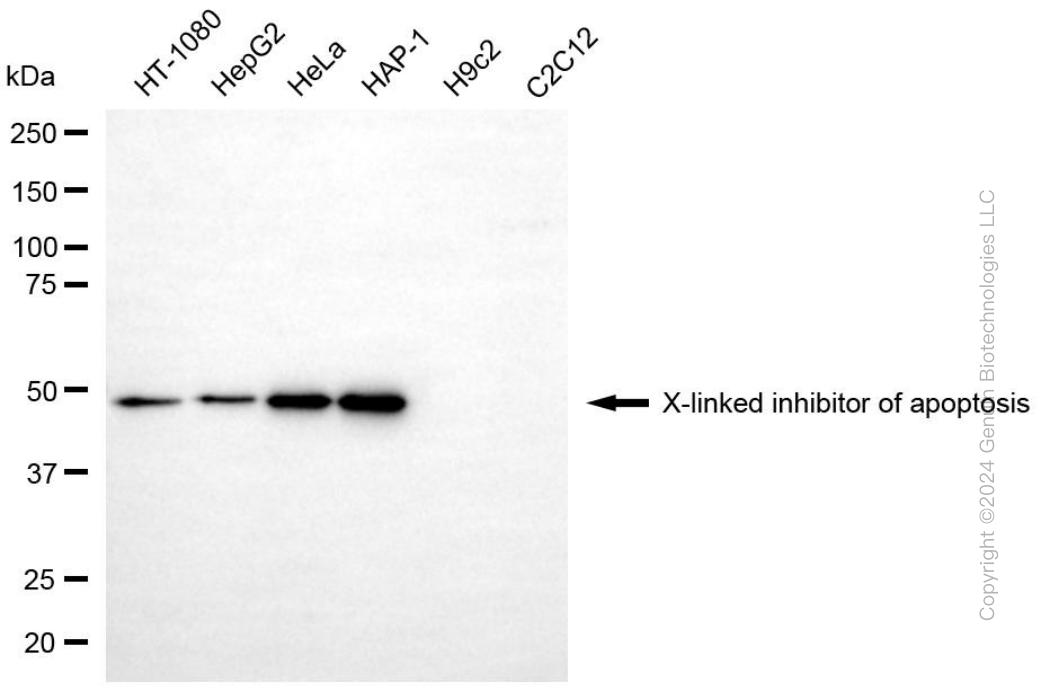 KD-Validated Anti-XIAP Mouse Monoclonal Antibody ABG2004