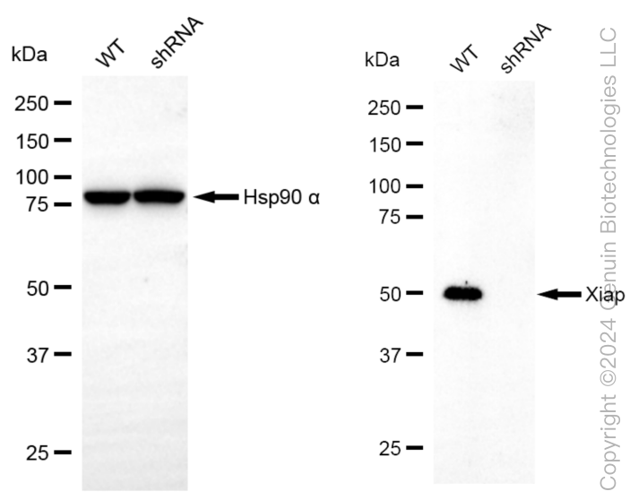 KD-Validated Anti-XIAP Mouse Monoclonal Antibody ABG2004