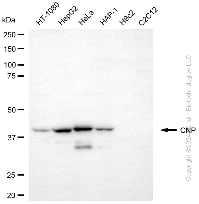 KD-Validated Anti-CNP Mouse Monoclonal Antibody ABG2005