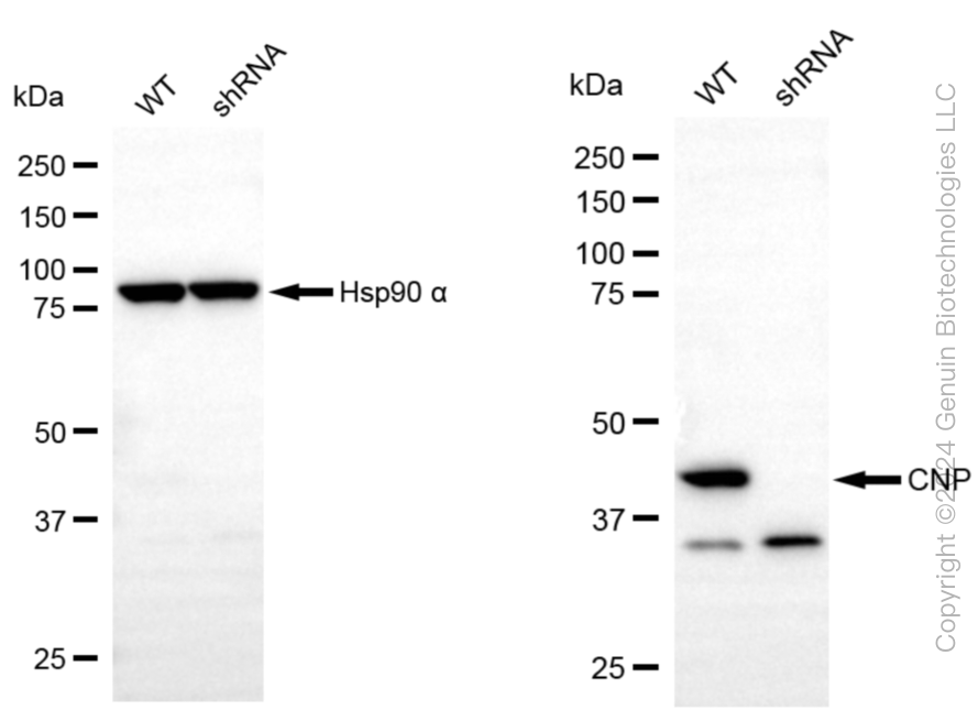 KD-Validated Anti-CNP Mouse Monoclonal Antibody ABG2005